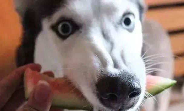 狗喝藿香正氣液會死嗎