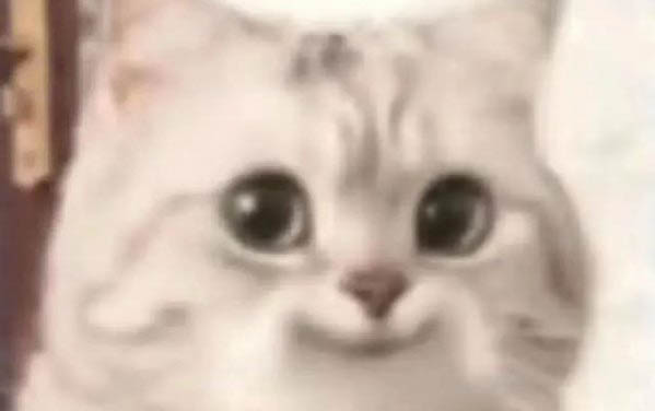 貓咪生第二只間隔多久