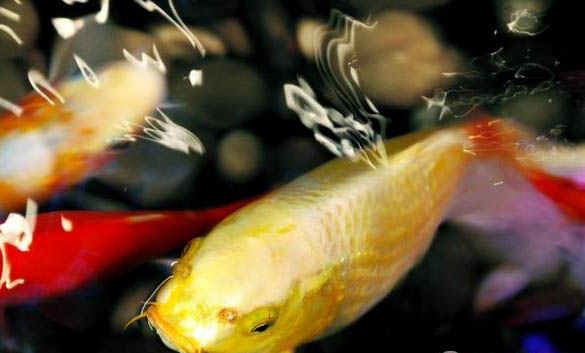 夏天養魚要注意什么