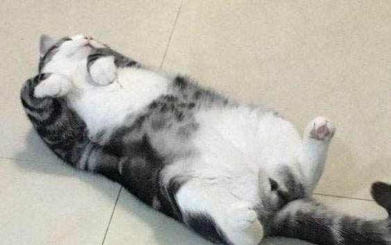 貓為什么會在睡覺時打呼嚕？