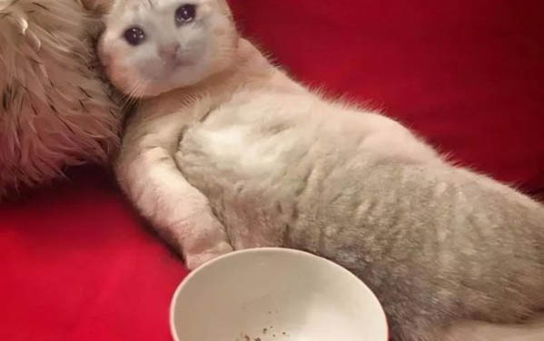 貓能吃生雞蛋么