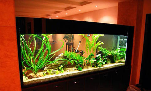 蛋種金魚有哪些品種