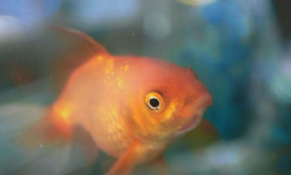 金魚的飼養方法有哪些