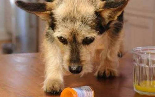 薩摩為什么叫微笑天使