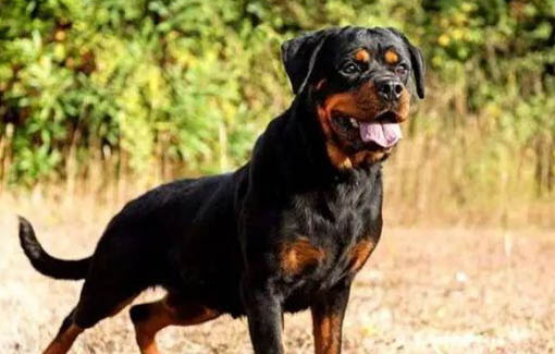 羅威納犬的缺點有哪些