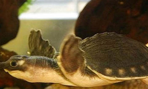 豬鼻龜和鸚鵡魚混養的注意事項