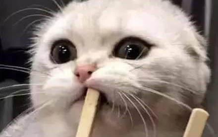 小貓咳嗽一抽一抽的?