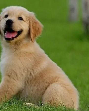 長沙可以養金毛犬嗎