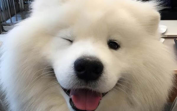 狗狗可以吃什么零食