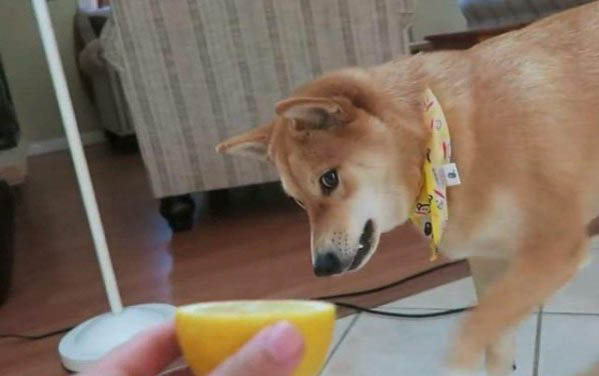 怎樣去狗狗身上的味道