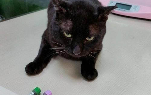狗狗懷孕多久驗孕棒能測出來