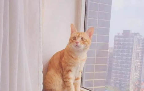 不建議新手養金漸層的原因及處理方法