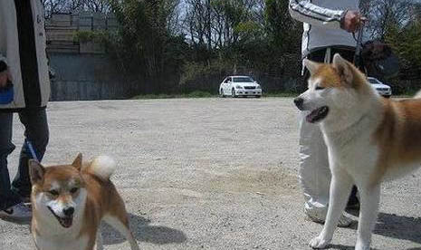 怎么挑選柴犬