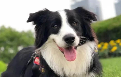 什么是中華牧羊犬