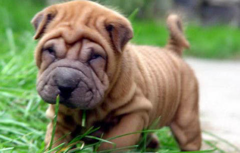 沙皮狗突然不吃東西怎么辦 是什么原因