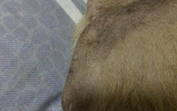 狗狗吃消炎藥有哪些呢?