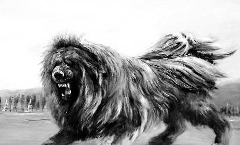 藏獒犬性格