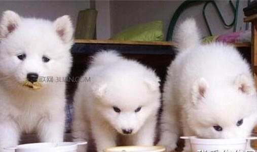 棉花面紗犬哪里有賣(mài)