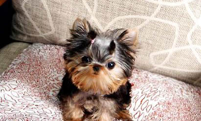 ?茶杯犬多少錢一只