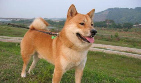 小柴犬與小黃土狗的區別