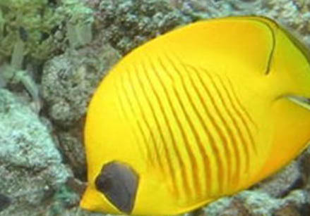 豹紋紅蝴蝶水草好養嗎