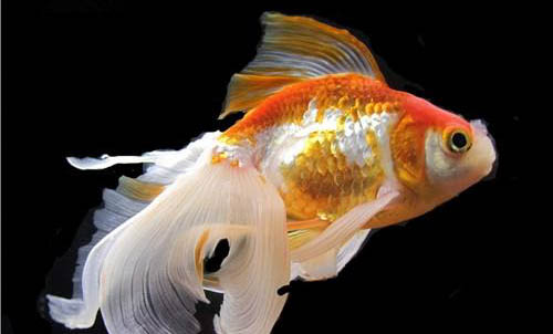 如何養好魚缸水