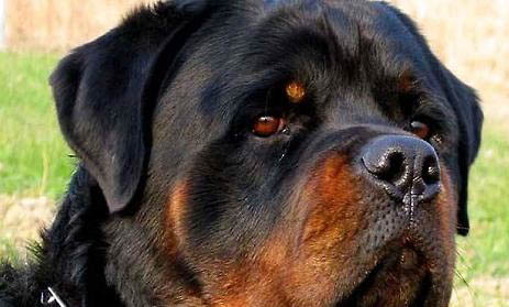 羅威納犬太瘦的原因及處理方法