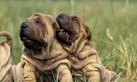 沙皮狗好養活嗎