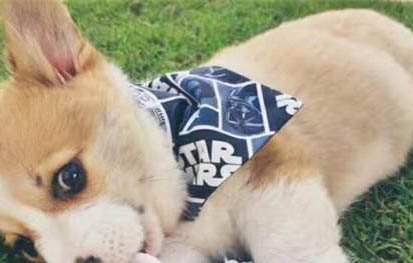 哪里買的柯基犬健康有保障