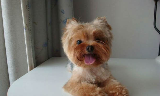 為什么很少人養約克夏