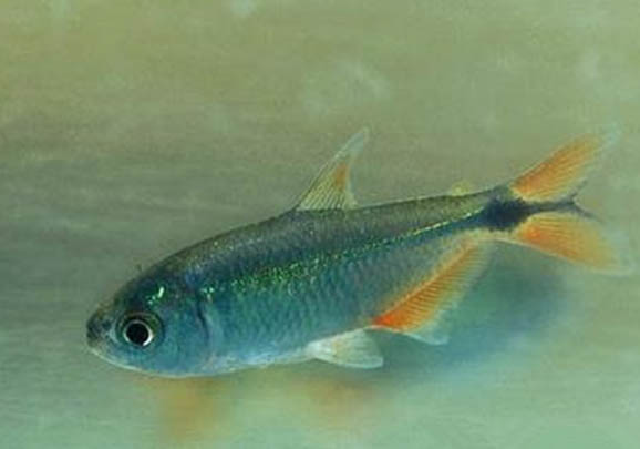 雙色草莓魚的品種簡介