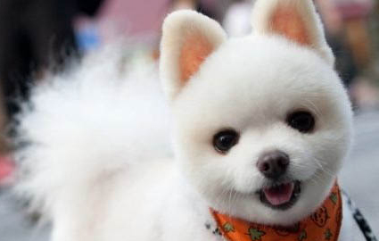 博美犬咳嗽像是被卡嗓子似的吃什么藥