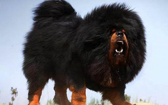 獵犬品種有哪些