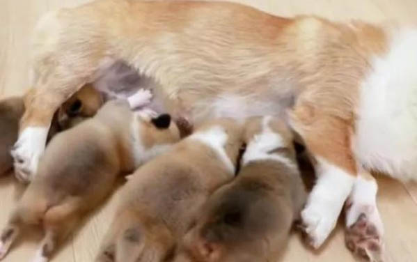 狗絕食原因