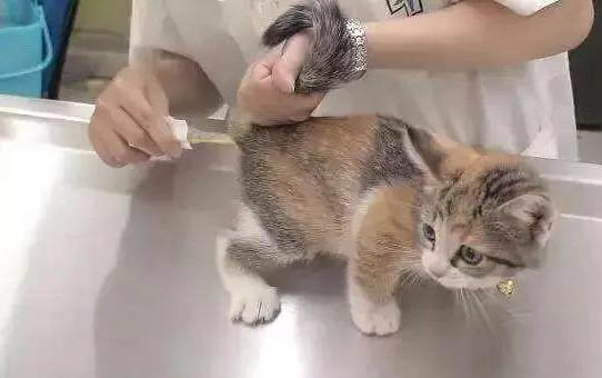 貓咪到新環境打噴嚏正常嗎