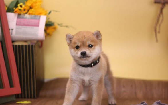 千色日系秋田犬柴犬在哪里