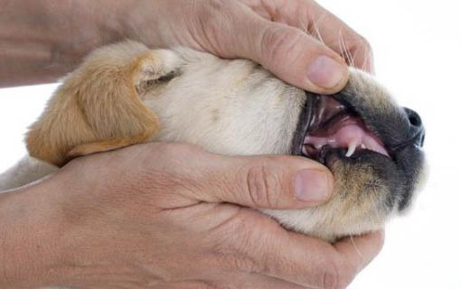 幼犬可以吃面條嗎