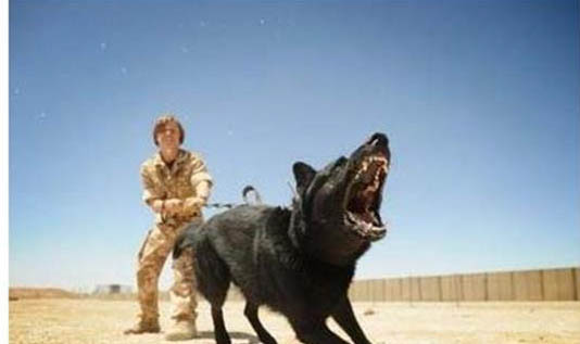 狗打噴嚏會不會傳染狂犬病