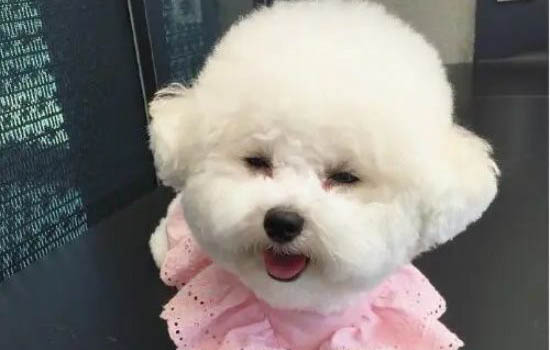 新手適合飼養(yǎng)泰迪犬博美犬還是比熊犬好呢