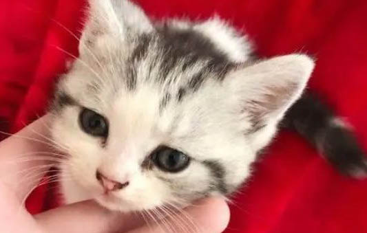 小奶貓肺炎癥狀