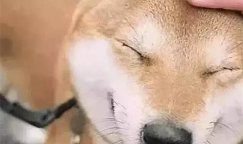狗狗可以體內(nèi)體外一起驅(qū)蟲嗎