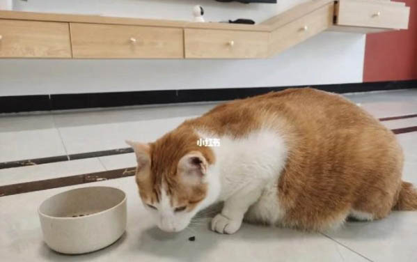 為什么貓咪拉屎那么臭呢