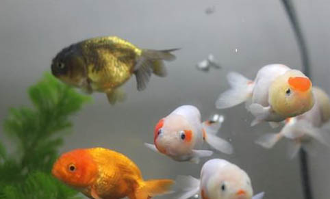 怎樣避免觀賞魚(yú)合缸交叉感染