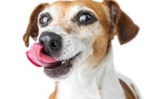 狗狗冬天會怕冷嗎