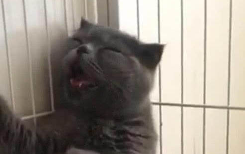 貓咪貓蘚一直擴散咋辦
