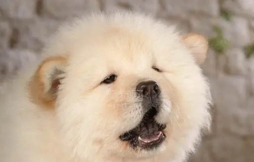 松獅犬為什么不適合家養(yǎng)