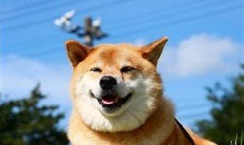 自制柴犬狗糧的做法有哪些