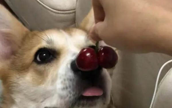 狗狗一直撓耳朵但耳朵很干凈