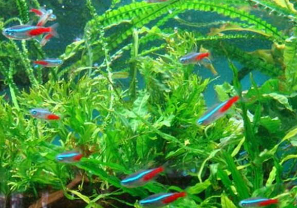 紅綠燈魚需要一直打氧嗎