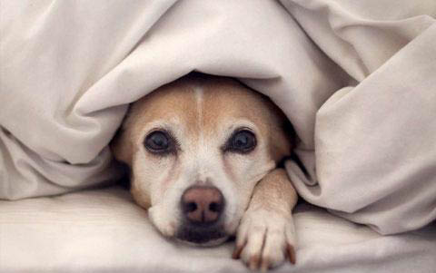 格力犬和靈提犬哪個快